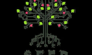 Seed – Ayoub Habcy